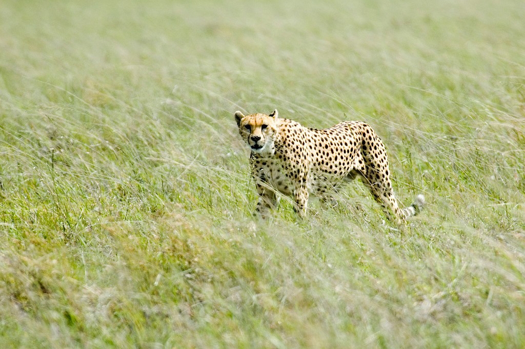 Serengeti Gepard01.jpg - Cheetah (Acinonyx jubatus), Serengeti N.P. Tanzania 2006